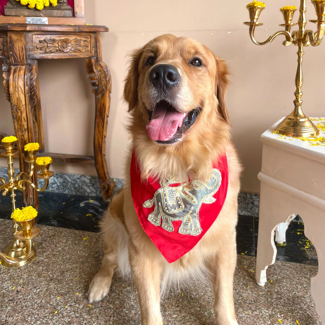 Pet bandana with elephant patch work