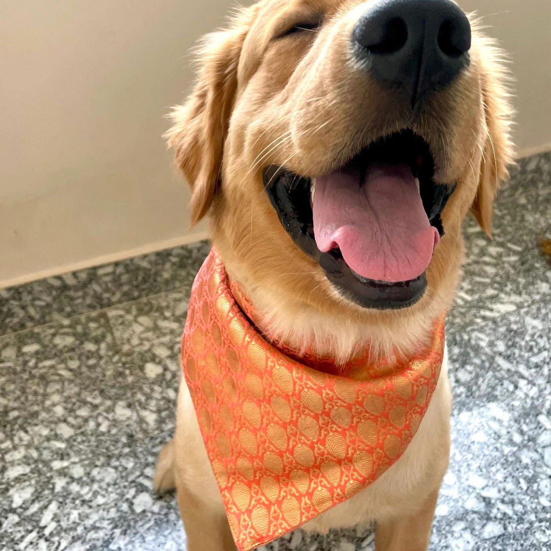 Brocade pet bandana and bowtie