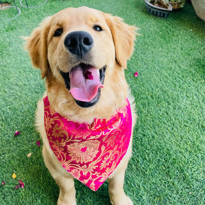 Brocade Pet bandana and bowtie