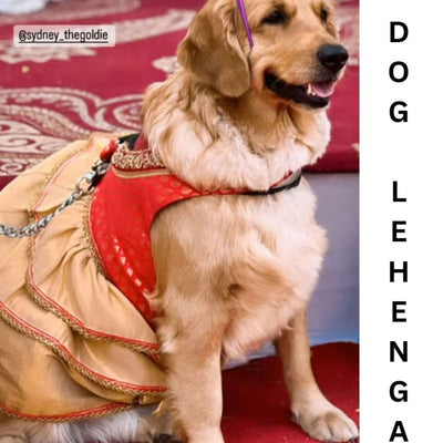 Custom Dog lehenga