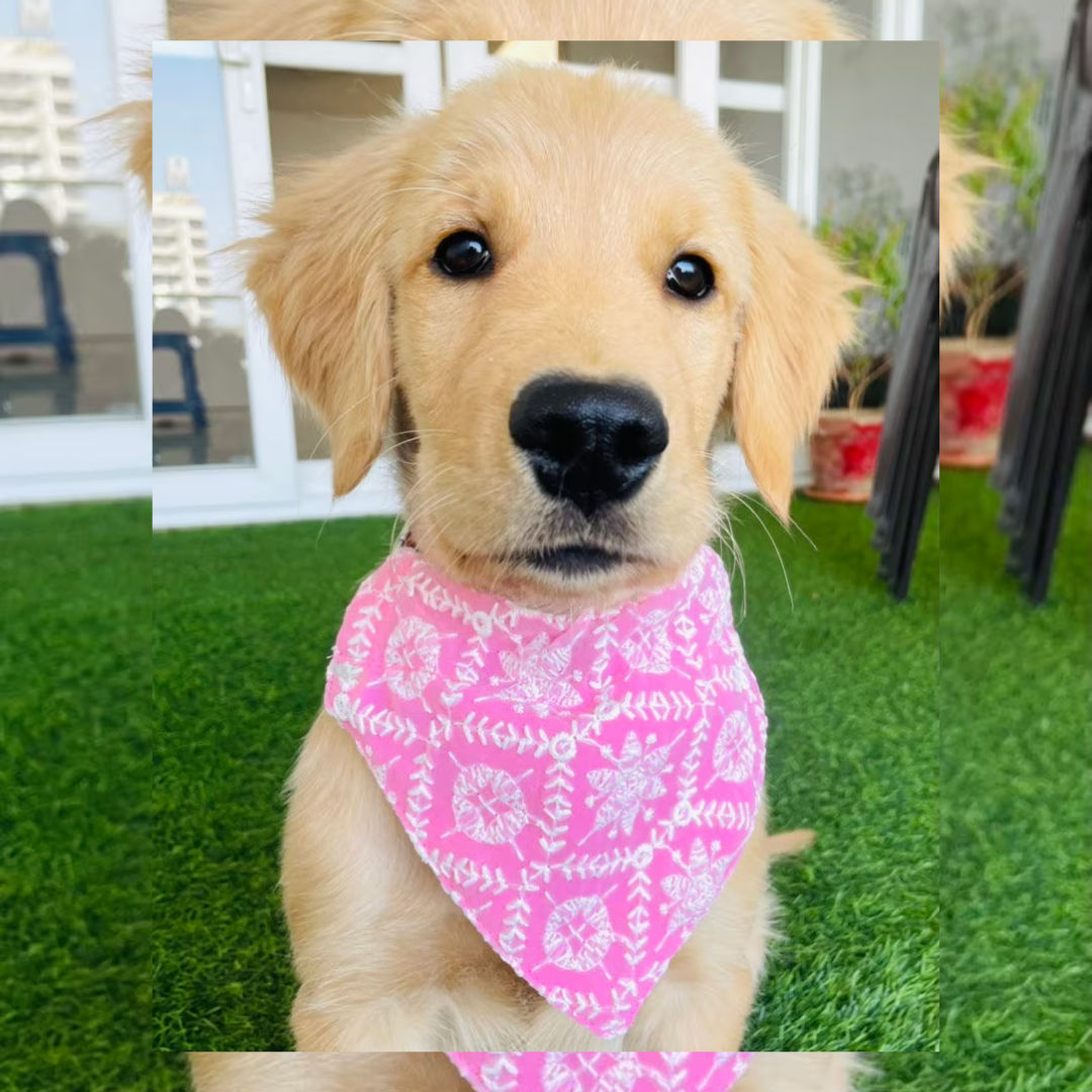 Chikankari Pet bandana and bowtie