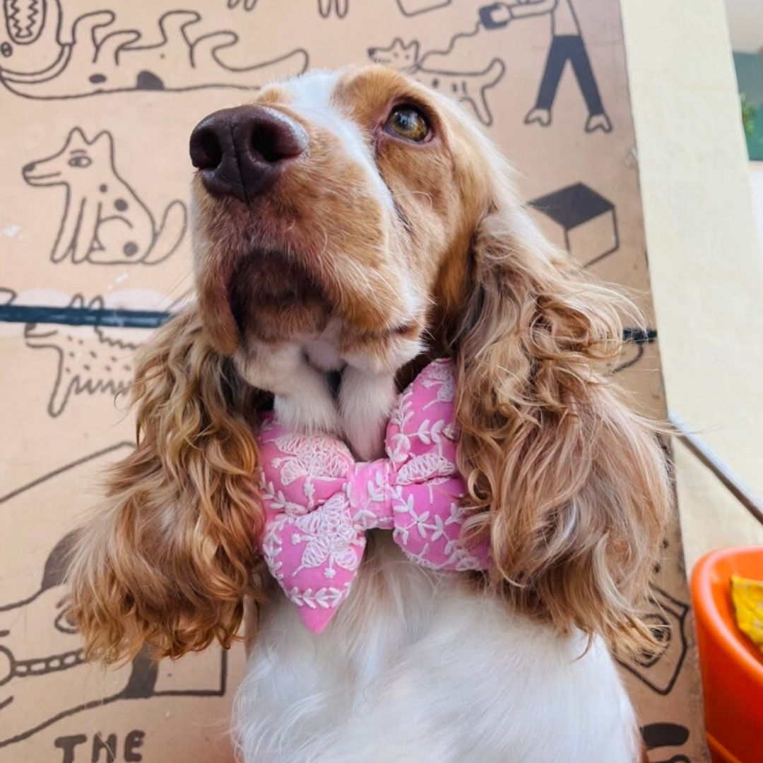 Chikankari Pet bandana and bowtie